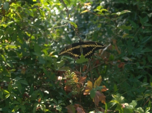Butterfly on Vine